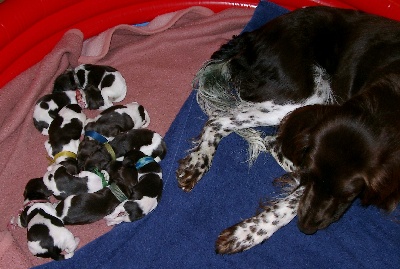 Luzy mit ihren neun Babies am 26.06.2005
